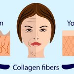illustration showing how collagen supports skin