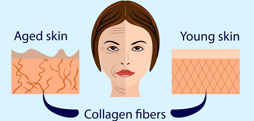 illustration showing how collagen supports skin