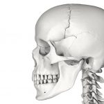 human skull showing facial bones