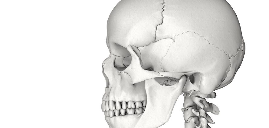 human skull showing facial bones